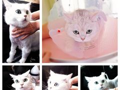 -中农大我爱我爱动物医院·核磁CT·猫病·24小时夜诊中心(石佛营店)