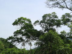 -深圳仙湖植物园