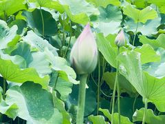 -四川大学(华西校区)