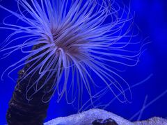 -上海海洋水族馆