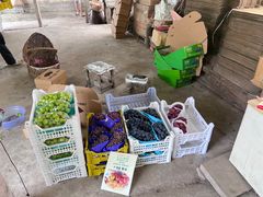 -马陆小张葡萄园农家乐