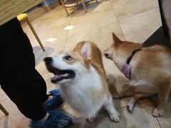 -汪说·狗咖(旺城大厦店)