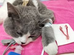 -凯特喵百思猫专科医院