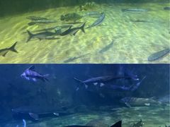 -左海海底世界