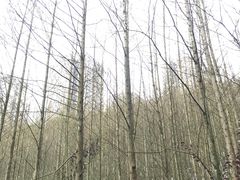 -张坝桂圆林公园