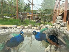 -辛玛王国游乐园