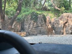 -北京野生动物园