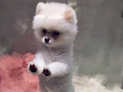 -momokira米努特·德文卷毛猫·棉花面纱犬