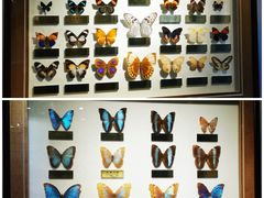 -上海昆虫博物馆