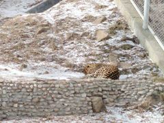 -西霞口神雕山野生动物世界