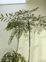 -HEYAN荷妍专业脱毛连锁机构