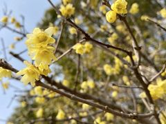 -西京湾花海