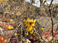 -泰山风景名胜区-普照寺