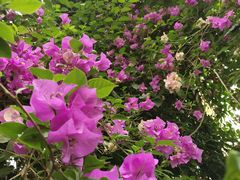 -呀路古热带植物园