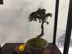 -东南花都花博园