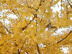 -重庆市江北嘴中央商务区中央公园