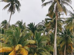 -东郊椰林