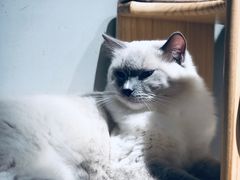 -Heymao猫咖.咖啡厅(东门店)