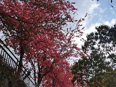 -苍山感通索道