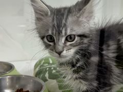 -青奢宠物·青奢猫舍