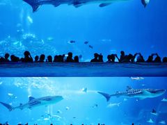-珠海长隆海洋王国