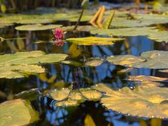 -国家植物园南园