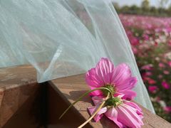 -径山花海