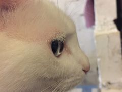 -萌喵宠狗爱心宠咖