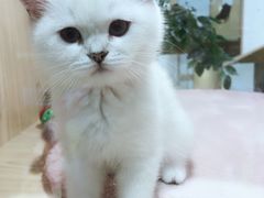 -屋虎猫馆(宝安大仟里店)