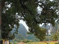 -遇龙河大樟树农家乐