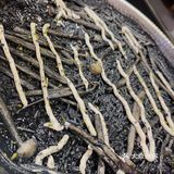 白色情人节之打卡~