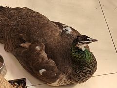 -新世纪绿洲(抚顺店)