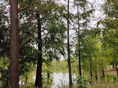 -上海长兴岛郊野公园