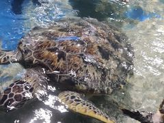 -邯郸海洋世界