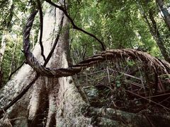 -中国科学院西双版纳热带植物园