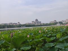 -莲花池公园