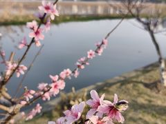 -月湖风景区
