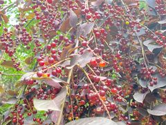 -长春公园(普阳街道)