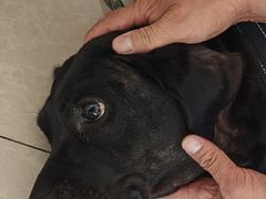 -瑞派福兴宠物医院犬猫全科·骨科·中西医结合(河东店)