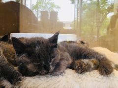 -悠尼宠物·独立低压伊珊娜洗护·美容·寄养(兰谷路店)