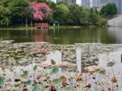 -映月湖公园