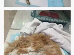 盛京一禾-盛京一禾