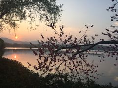 -西湖外事游船(花港观鱼码头)