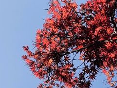 -重庆中央公园(渝北区)