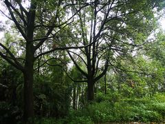 -重庆雨台山风景区