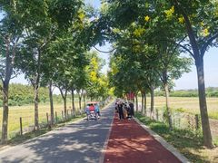 -上海长兴岛郊野公园