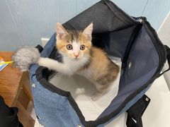 -纳吉亚猫专科动物诊疗中心(蒋宅口分院)