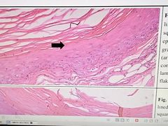 -爱侣宠医·鹦鹉专科·小型哺乳类·异宠专科(灵石路店)