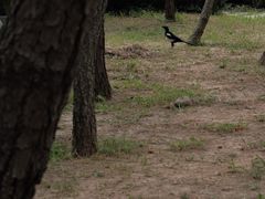 -蓬莱阁景区