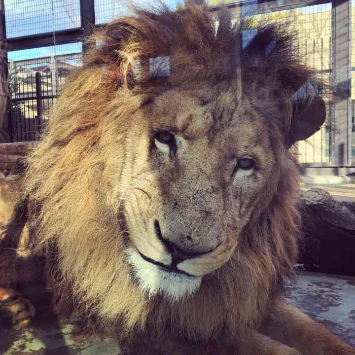 京都市动物园-"离平安神宫很近,按着地图走很容易找到.区.